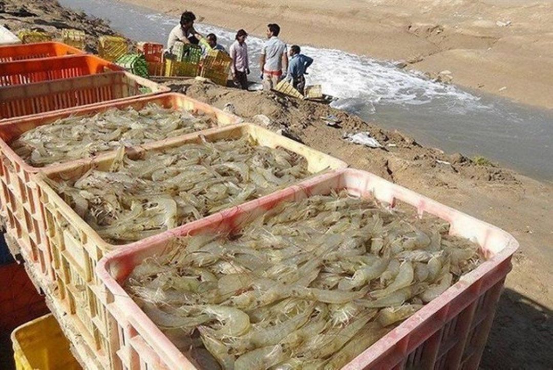 توسعه آبزی‌پروری؛ حرکت در مسیر تحقق شعار سال
