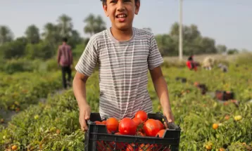 برداشت گوجه فرنگی باسیما از مزارع میناب