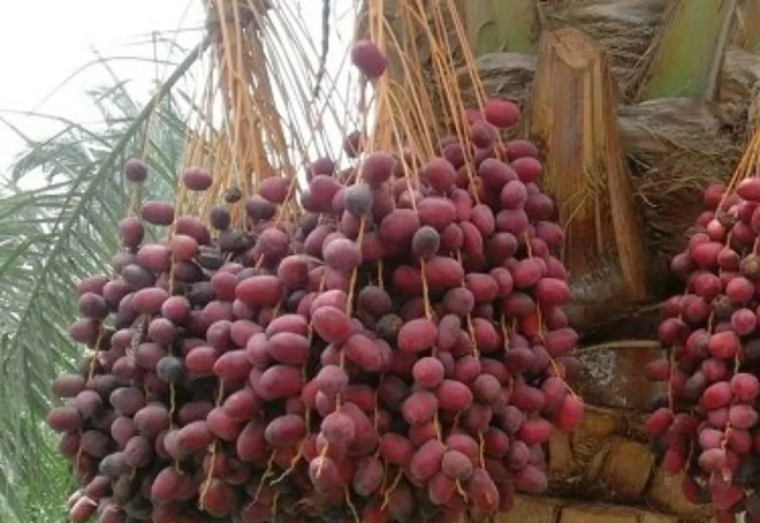 جمعآوری زکات خرما در شهرستان حاجیآباد
