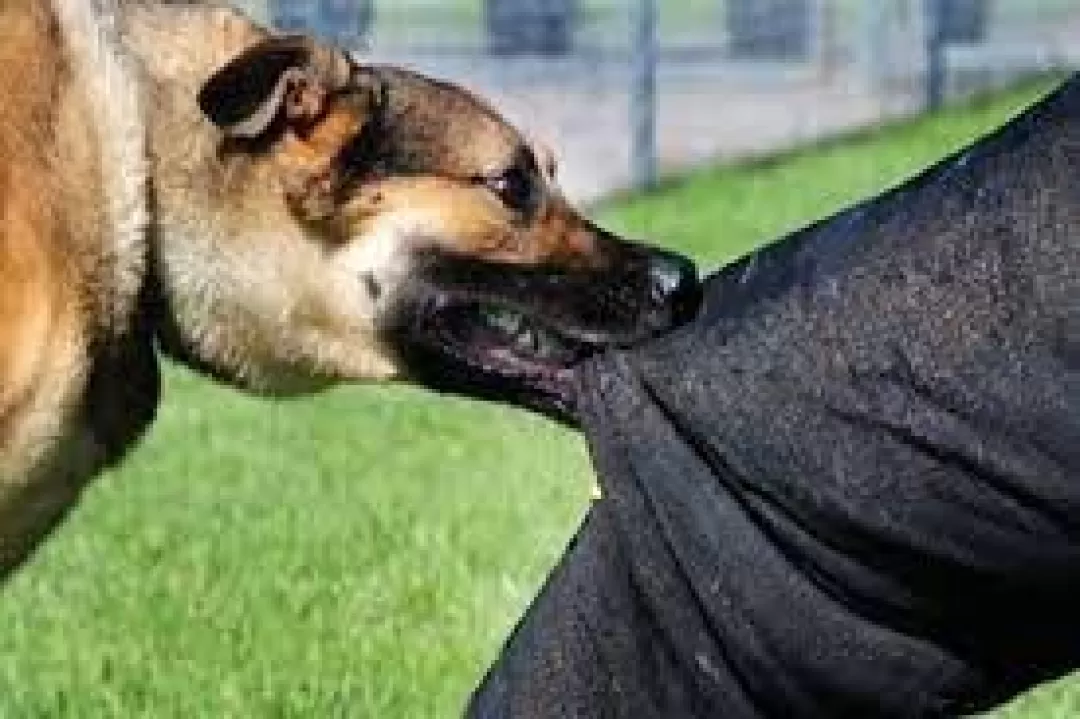 ثبت ۲۳۱ حیوان گزیدگی در قشم