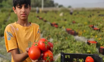 برداشت گوجه فرنگی باسیما از مزارع میناب