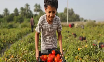 برداشت گوجه فرنگی باسیما از مزارع میناب