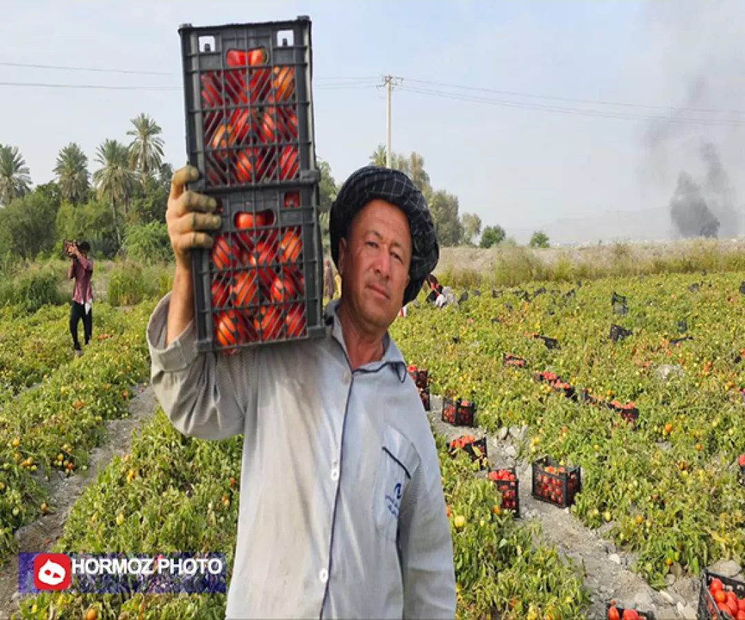 برداشت گوجه فرنگی باسیما از مزارع میناب