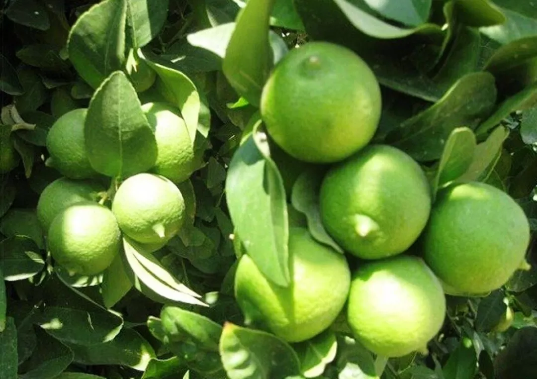 جشن شکرگزاری لیمو در رودان برگزار میشود