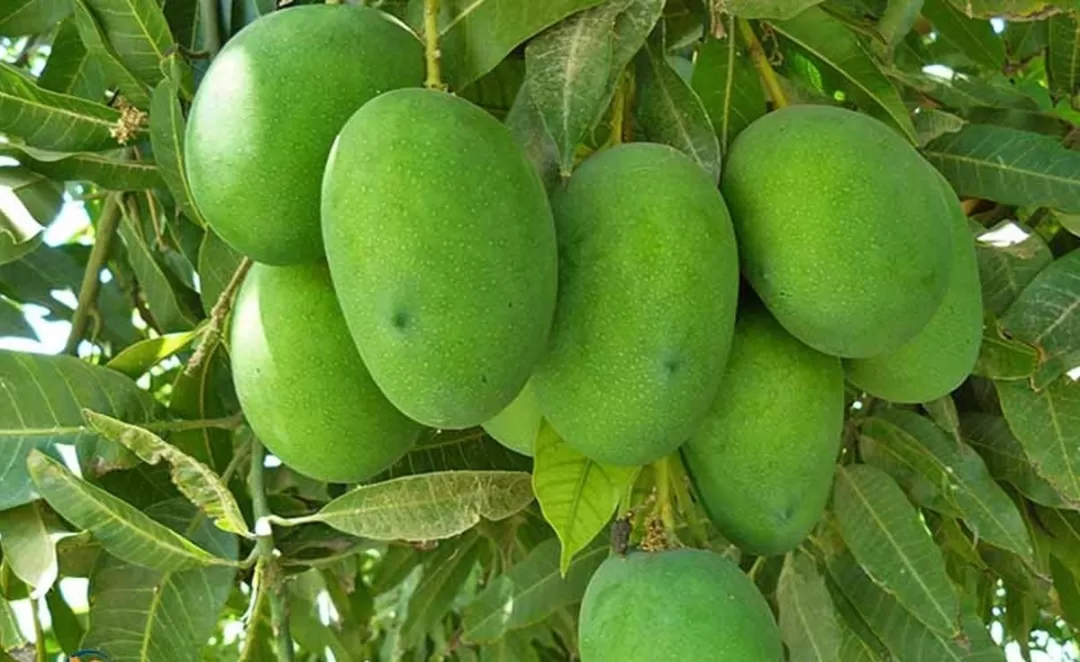 آغاز برداشت انبه نارس از باغات هرمزگان