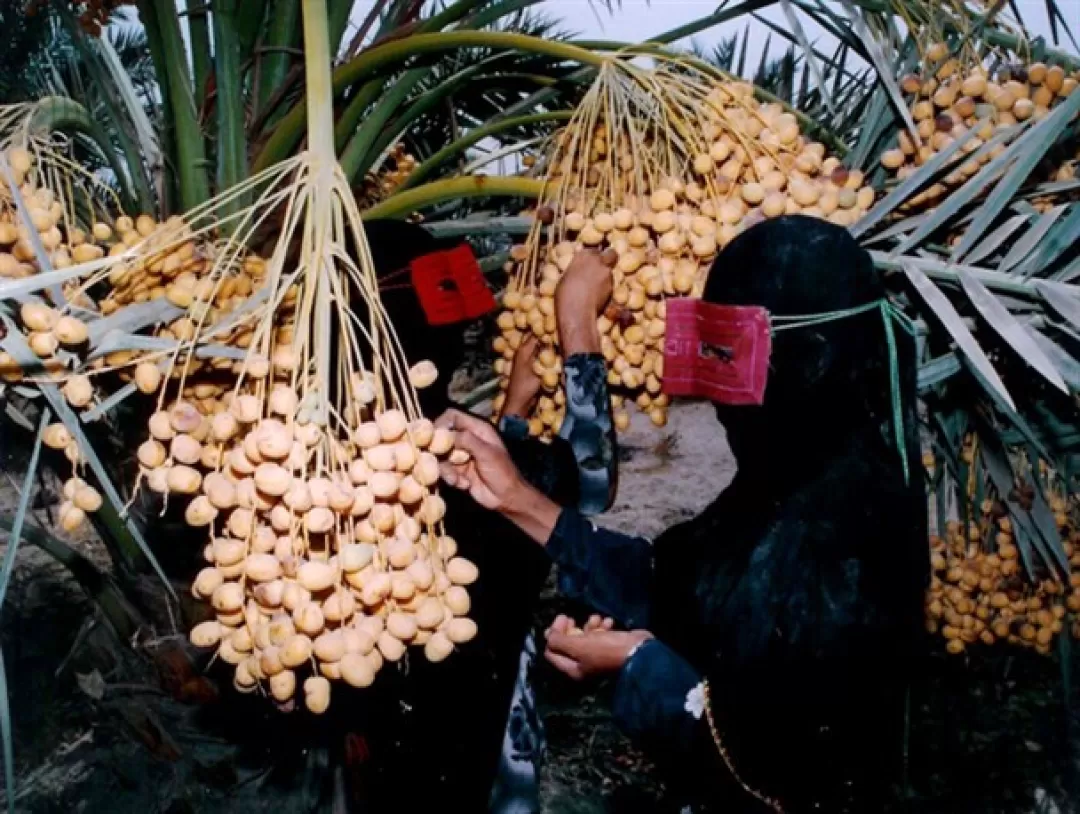 فصل خرماپزان در هرمزگان آغاز شد