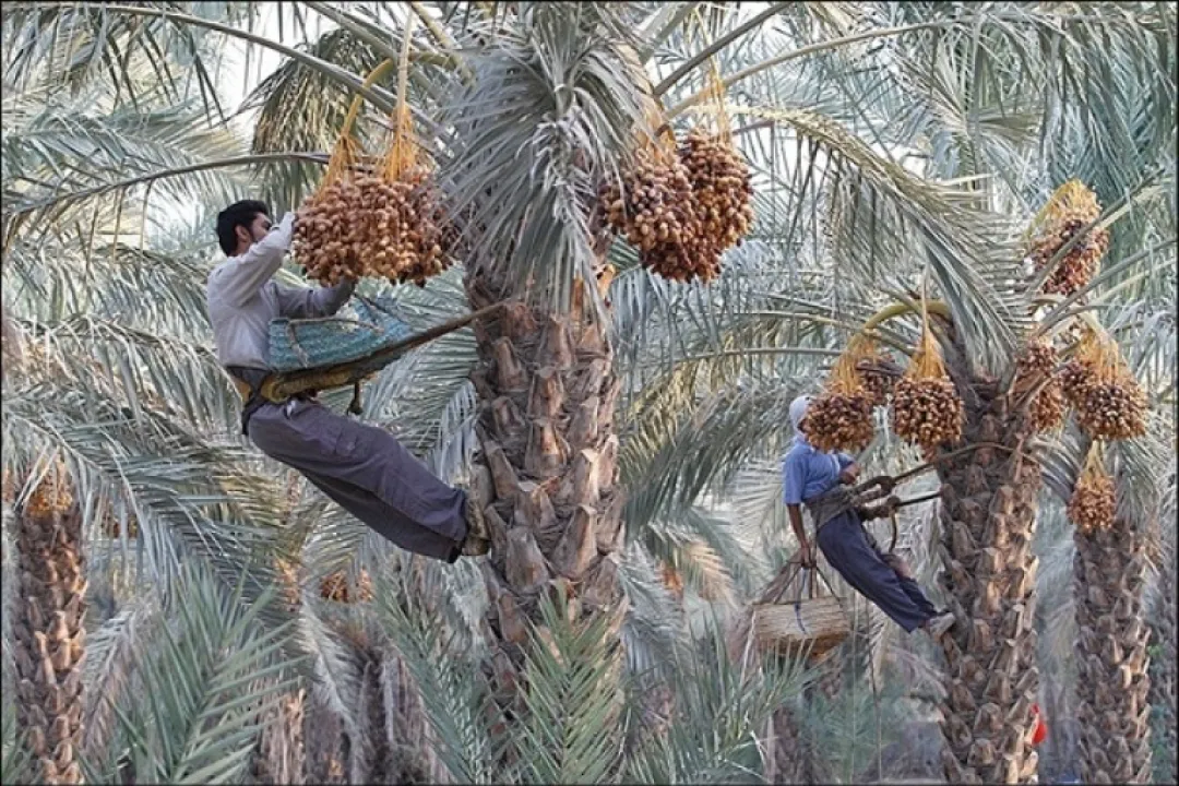 ۵۰۰۰ تن خرما در توکهور برداشت شد