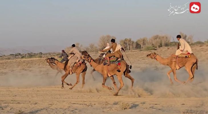 مسابقه شتردوانی در جاسک