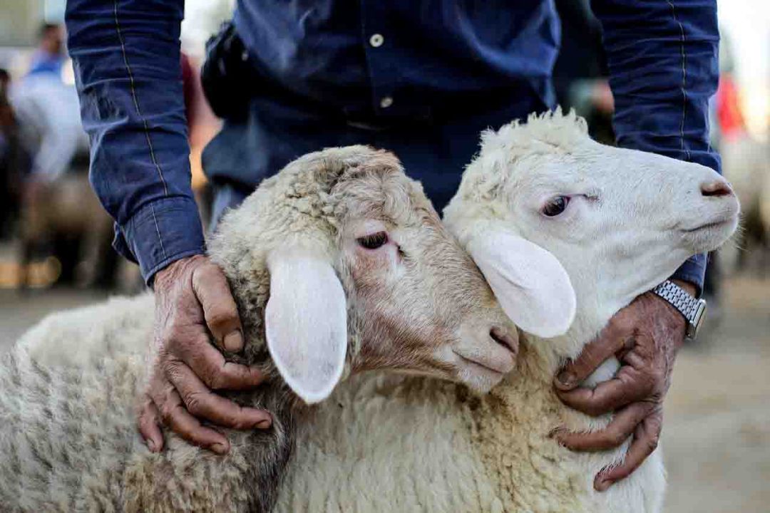 قیمت دام زنده برای عید قربان مشخص شد