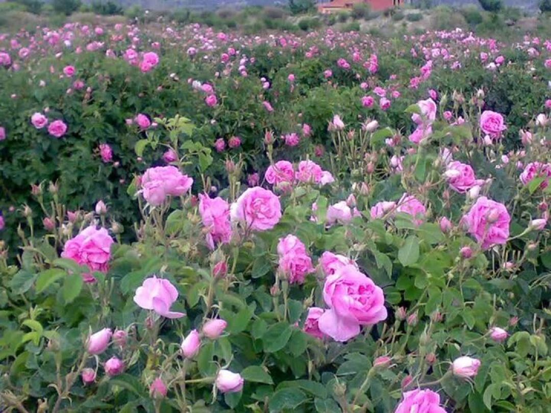 ساخت دستگاه مکانیزه برداشت گل محمدی در کشور
