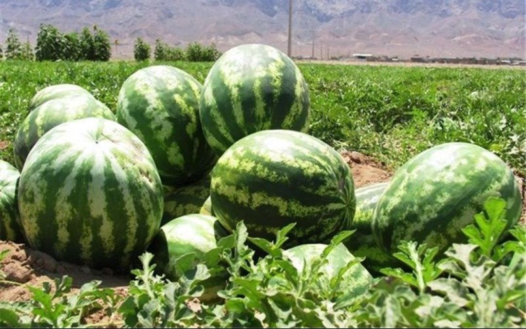 برداشت هندوانه شب یلدا از مزارع شهرستان جاسک