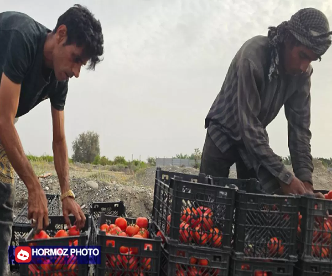 برداشت گوجه فرنگی باسیما از مزارع میناب