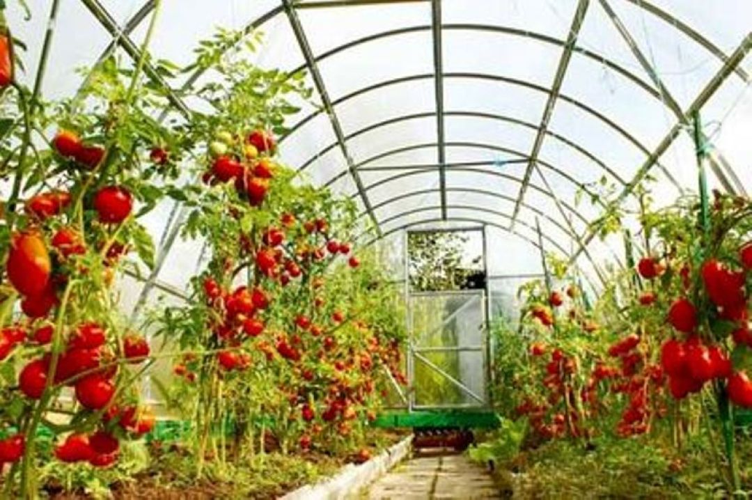 ایجاد شغل برای ۲۴۰ نفر در حاجیآباد