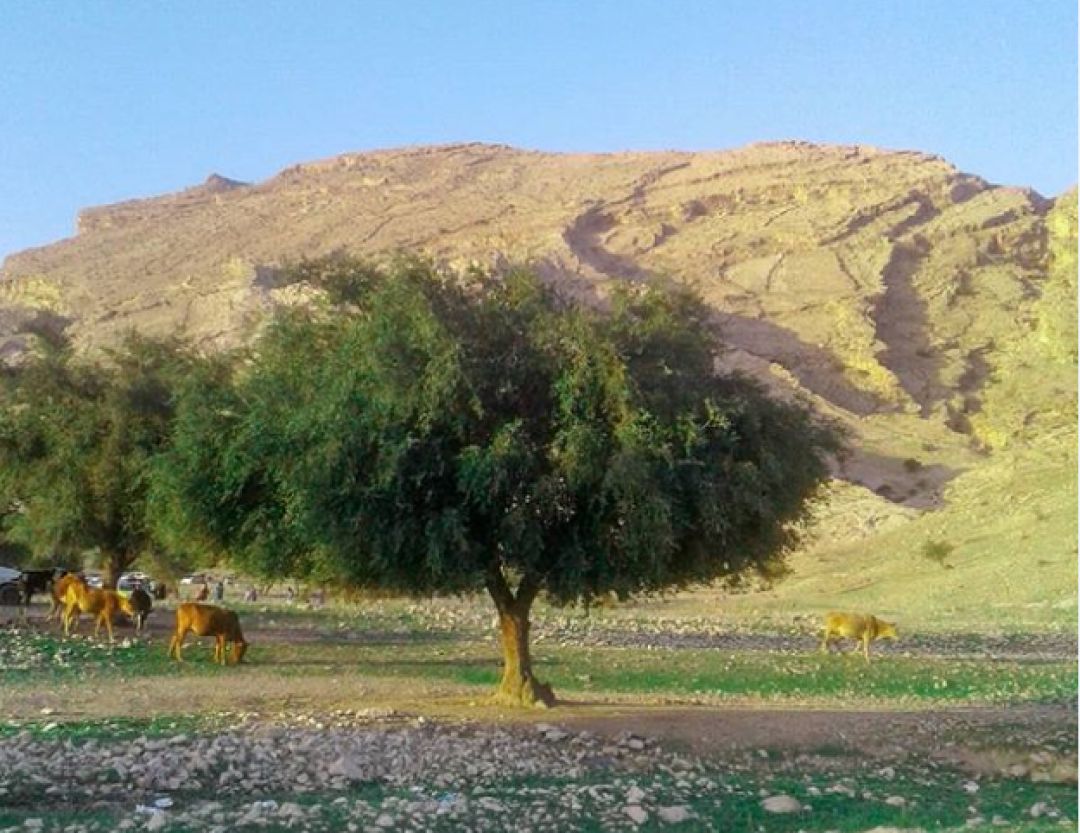 کُنار؛ میوه طلایی گرمسیری جنوب ایران