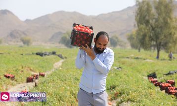 برداشت گوجه فرنگی بهاره