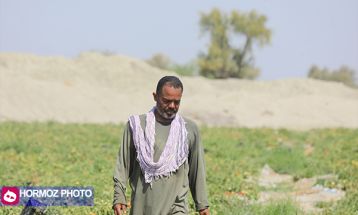 برداشت گوجه فرنگی بهاره