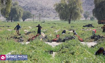 برداشت گوجه فرنگی بهاره
