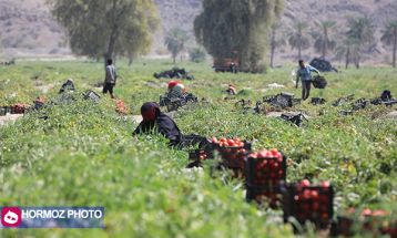 برداشت گوجه فرنگی بهاره