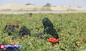 برداشت گوجه فرنگی بهاره