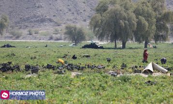 برداشت گوجه فرنگی بهاره