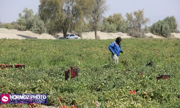 برداشت گوجه فرنگی بهاره