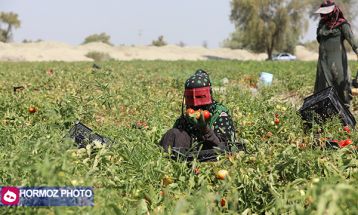 برداشت گوجه فرنگی بهاره