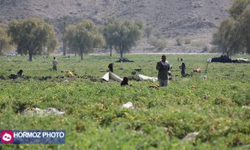 برداشت گوجه فرنگی بهاره