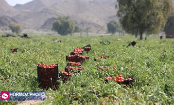 برداشت گوجه فرنگی بهاره