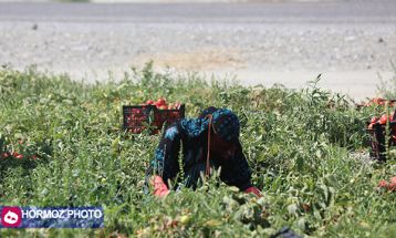 برداشت گوجه فرنگی بهاره