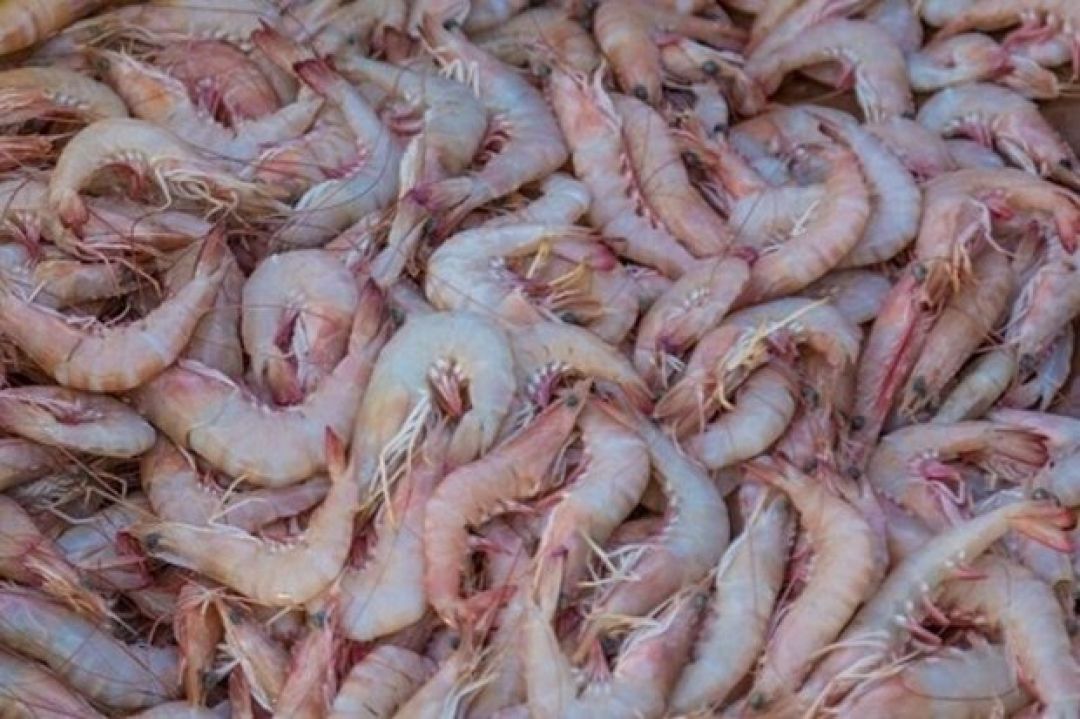 افزایش نرخ بیمه میگو به دلیل خسارتهای بالا